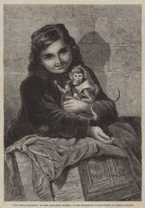 Dois macacos pequenos